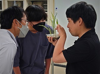 イネ科植物の見分け方を学ぼう