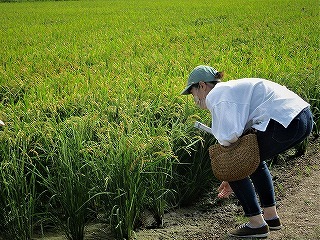 直播栽培の登熟状況を観察