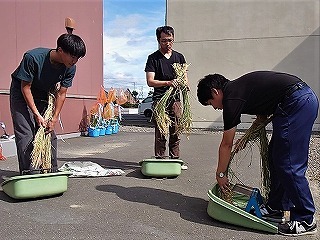 適期判定のために千歯こきで脱穀作業