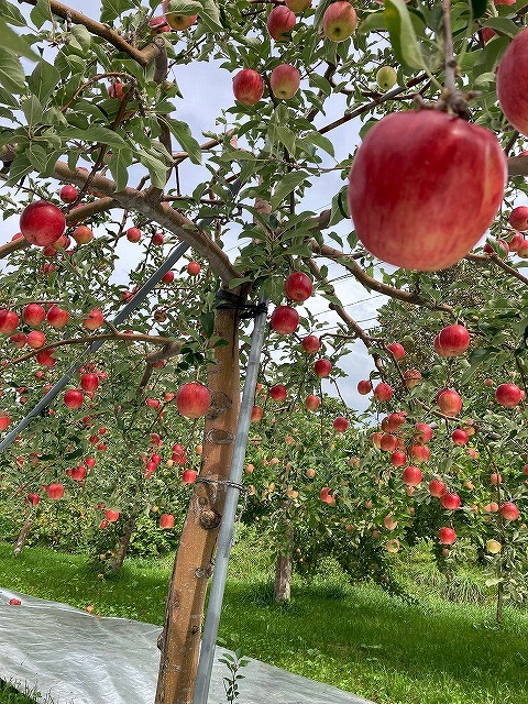 収穫を迎えたりんご樹の様子